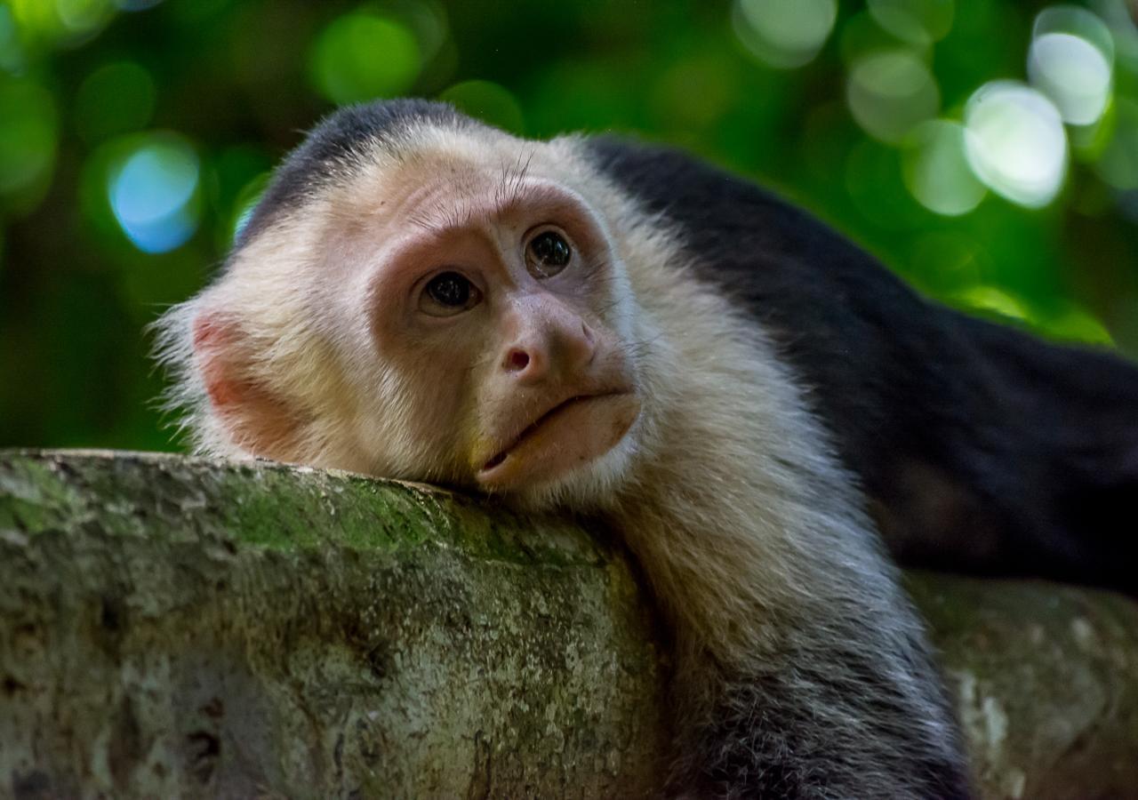 Hotel Manuel Antonio Eksteriør bilde