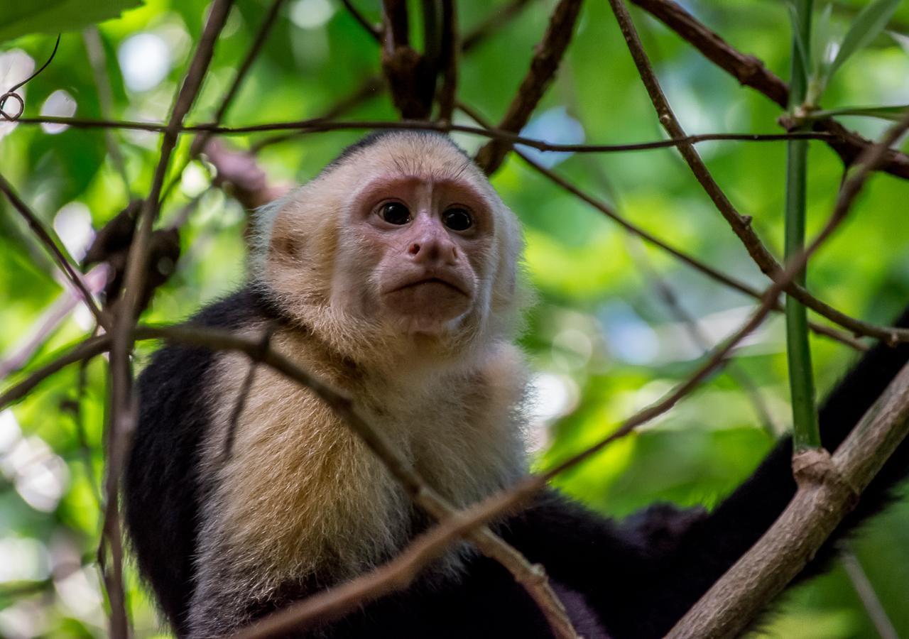 Hotel Manuel Antonio Eksteriør bilde
