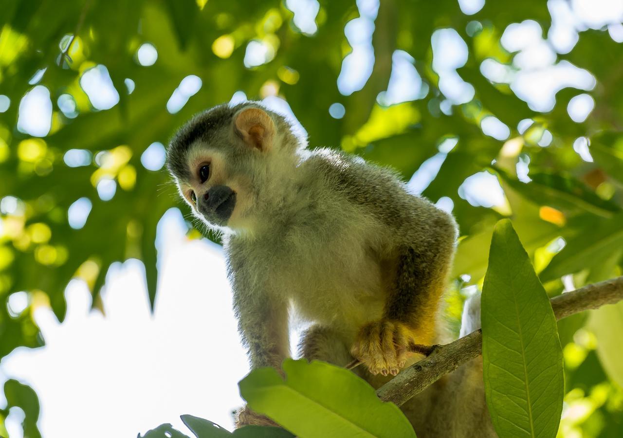 Hotel Manuel Antonio Eksteriør bilde