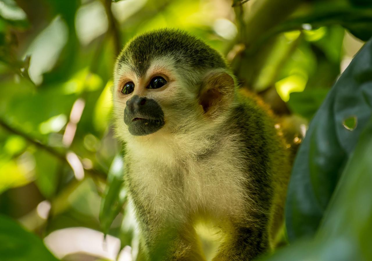 Hotel Manuel Antonio Eksteriør bilde