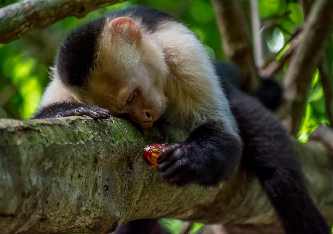 Hotel Manuel Antonio Eksteriør bilde
