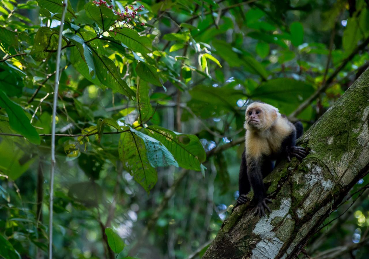 Hotel Manuel Antonio Eksteriør bilde