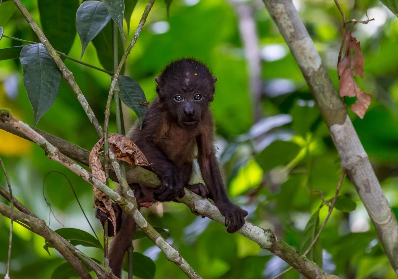 Hotel Manuel Antonio Eksteriør bilde
