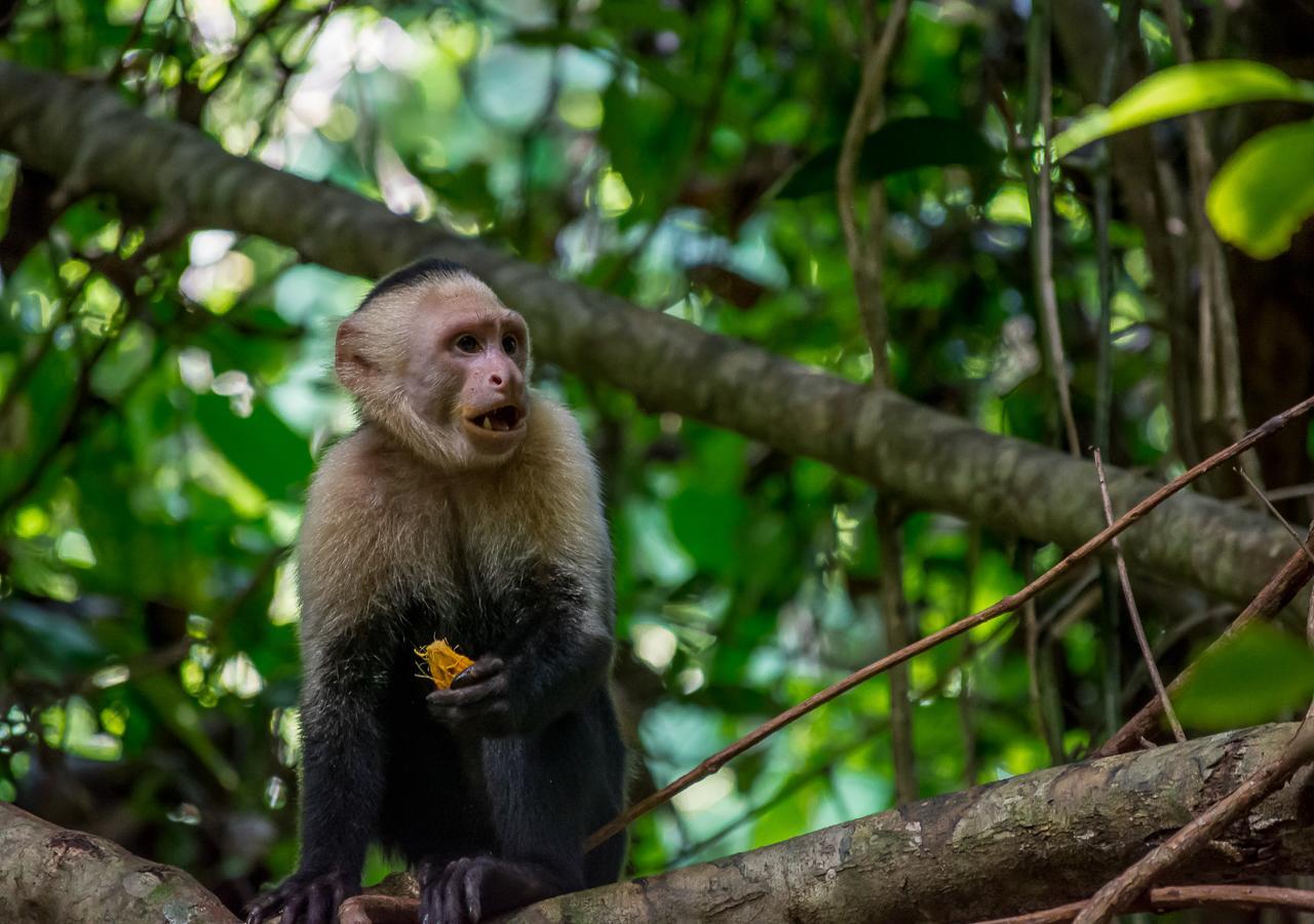 Hotel Manuel Antonio Eksteriør bilde